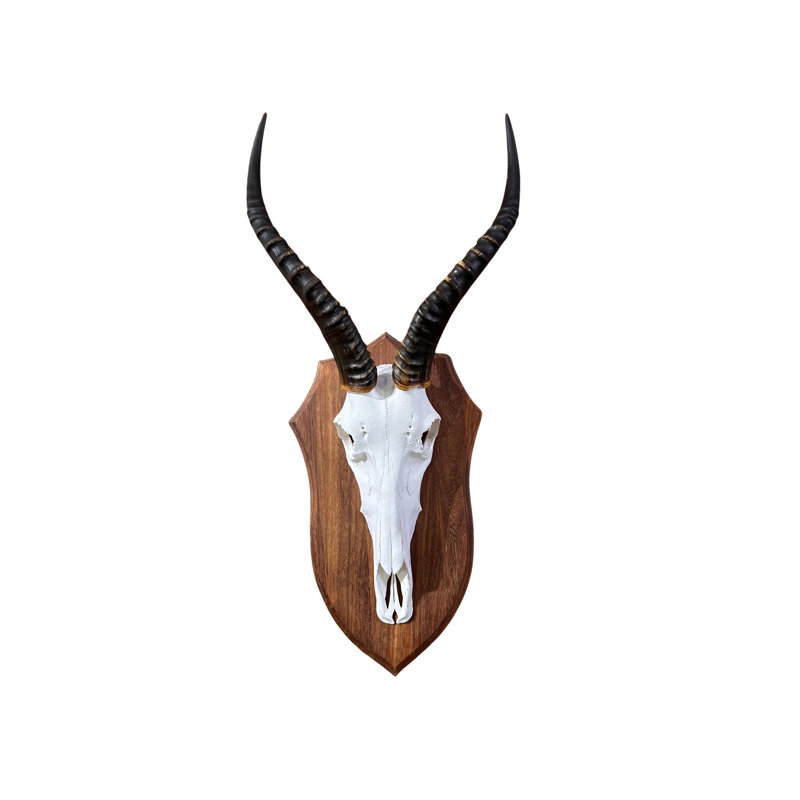 Karlea Real Blesbok Skull with Wooden Shield
