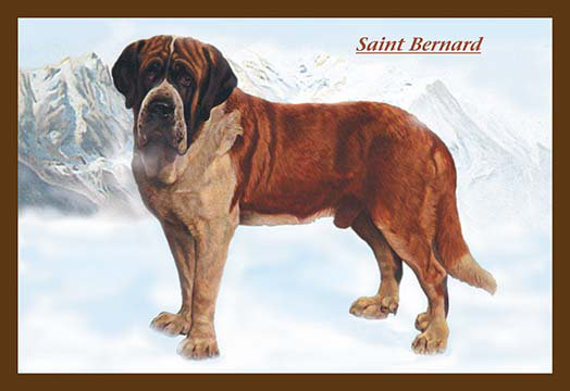 Impression unie revêtue de saint bernard