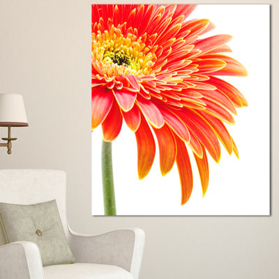 " Orange Gerbera On White Background "