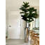 Faux pin en pot en métal 96 po Fiddle-98582417-98582416