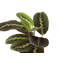 Live Red Prayer Plant