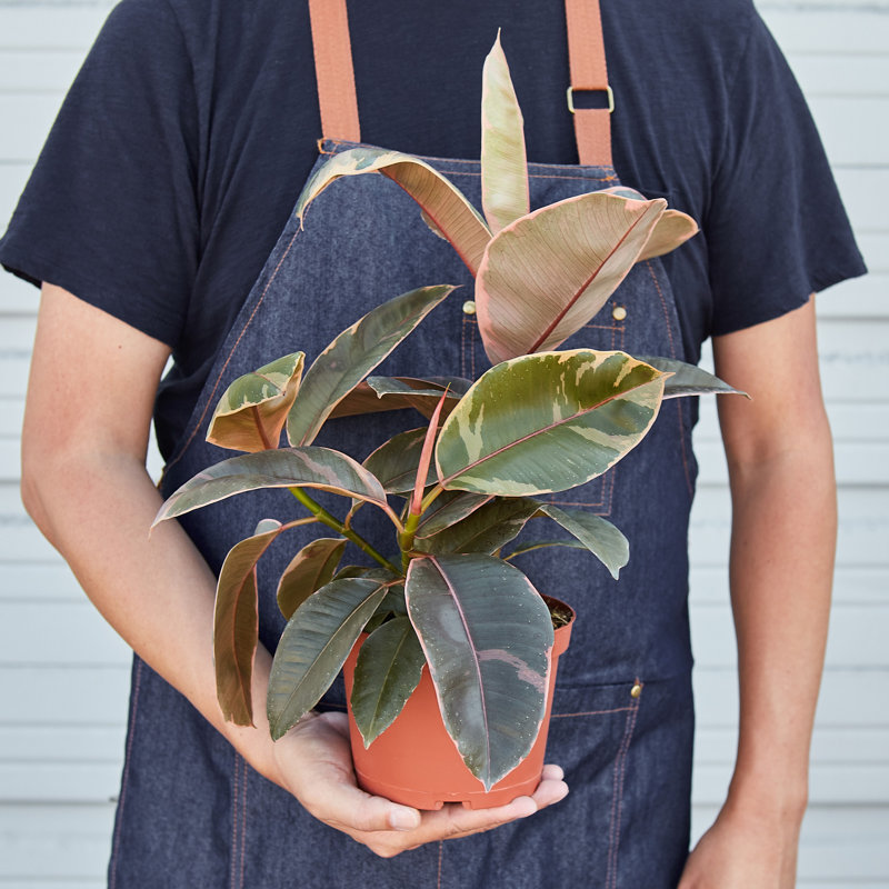 House Plant Shop Live Ficus Plant