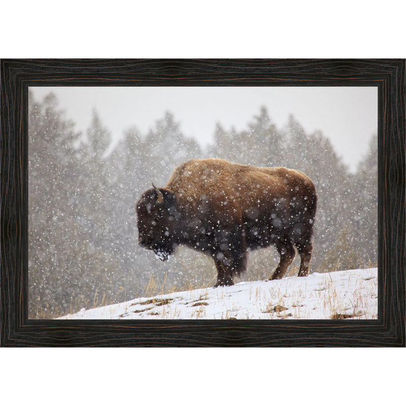 «Bison in The Snow», reproduction de photo encadrée