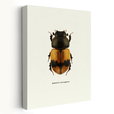 Beetle Orange  Animals Insects Art