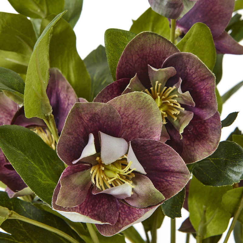 Hellebore Plant In Taupe Pot, Brown, Purple