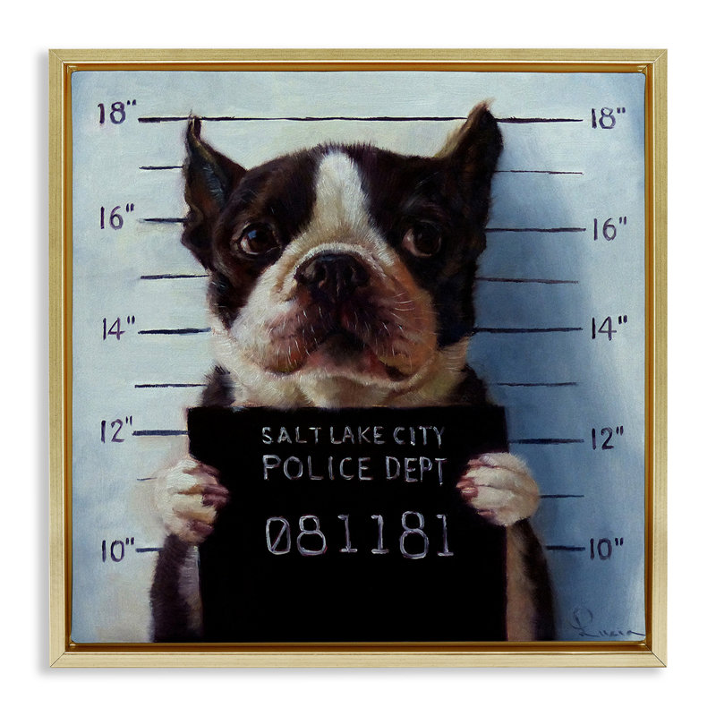 Boston Terrier Jail reconnu coupable Mugshot, Cadre flottant métallique doré, H 25 po x l 25 po