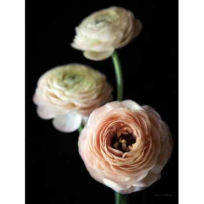 " Ranunculus Group I " by Debra Van Swearingen