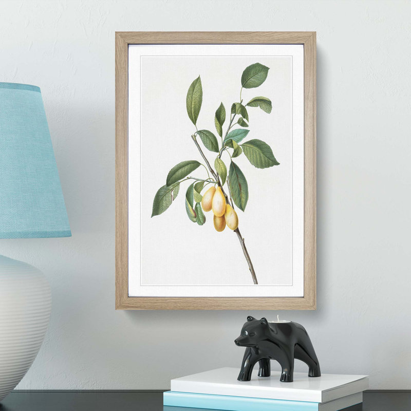 Plums Upon the Tree by Giorgio Gallesio - Picture Frame Painting Print, Oak Framed, 36cm H x 27cm W x 2cm D
