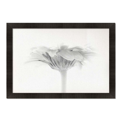 Gerbera Daisy in Black & White by Hal Halli. Paper Print - Mounted & Framed