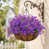 Purple 16 bundles