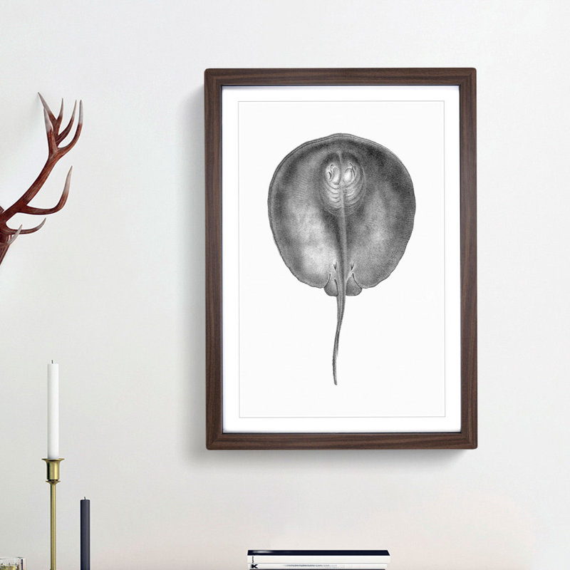 Stingray Illustration - Framed Print, 65cm H x 48cm W x 2cm D, Walnut Framed