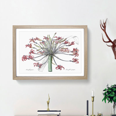 Amaryllis Josephine Flowers by Pierre-Joseph Redoute - Single Picture Frame Painting