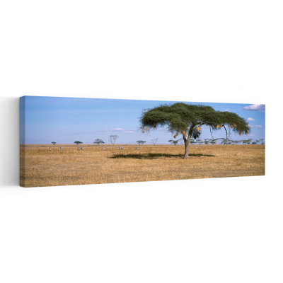 Acacia avec nids d'oiseaux tisserand, antilope et zèbre, parc national du Serengeti, Tanzanie, art contemporain de paysage zébré contemporain