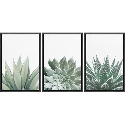 " Desert Cactus Succulent Variety Nature Wilderness " 3 - Pieces