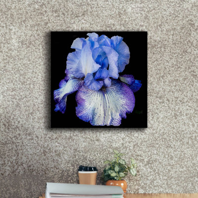 «Ooh Iris» par Pamela Plummer, art mural sur toile