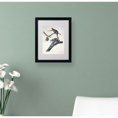 Passager Pigeon par John James Audubon - reproduction d'art sur toile