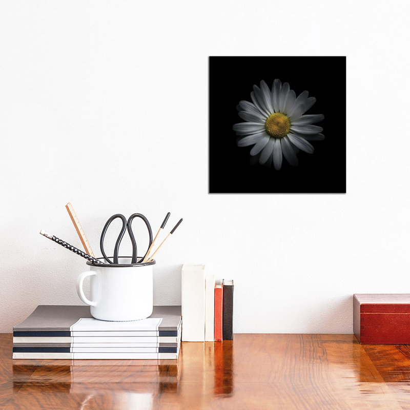 White Daisy V by Brian Carson - Wrapped Canvas Print, 30.48 cm H x 30.48 cm W