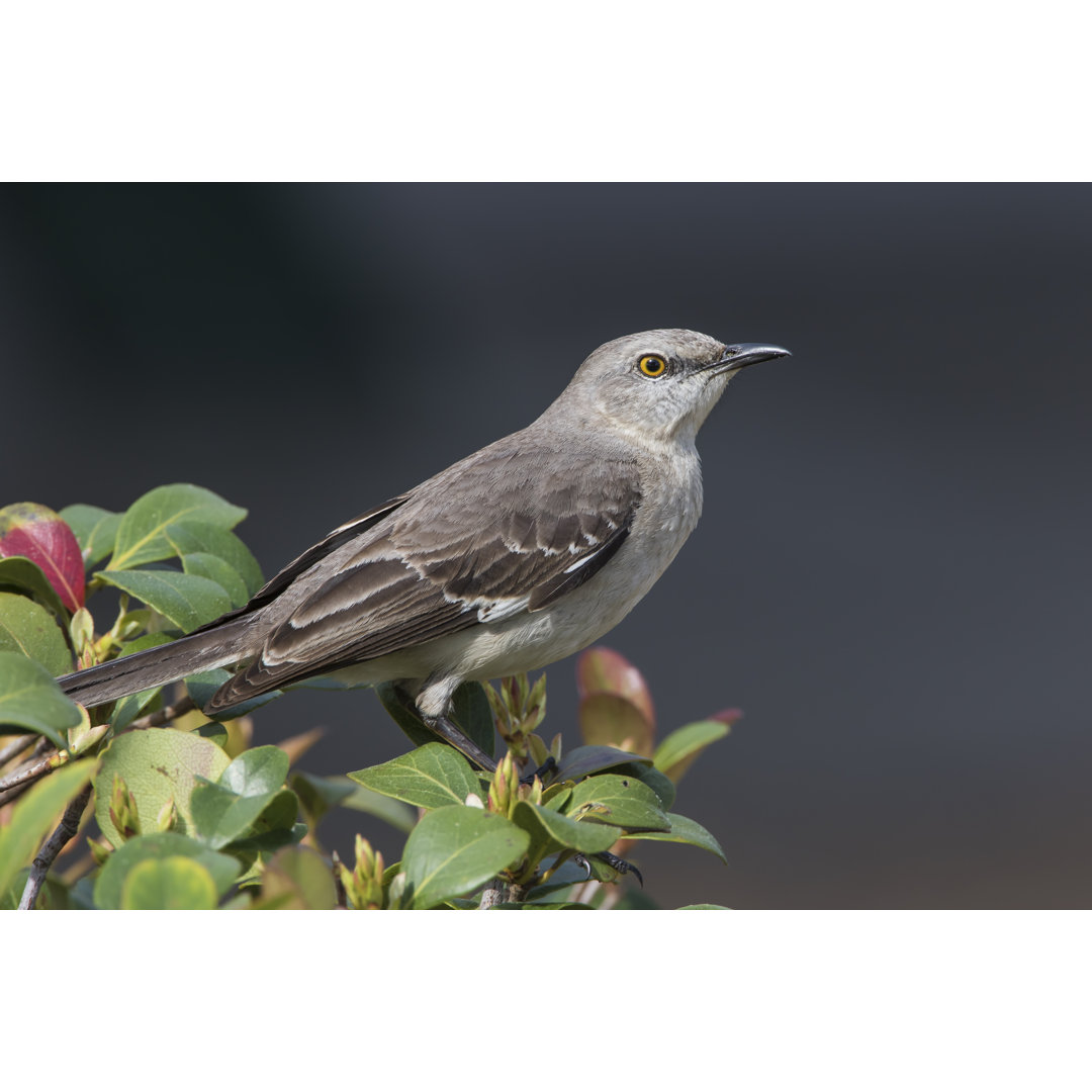 Leinwandbild Northern Mockingbird im Strauch sitzend - Florida