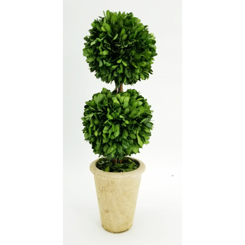 Topiaire en pot 14" buis préservé