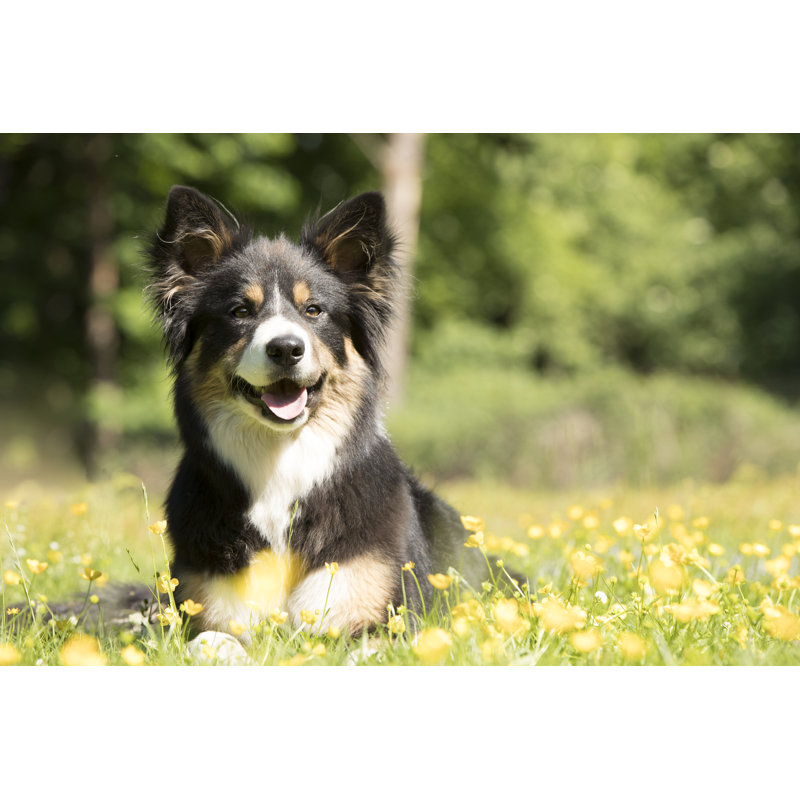 Border collie par Avanheertum - Photographie sur toile tendue, L 12 po x H 8 po