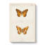 Variegated Fritillary Butterfly by S.F. Denton - Wrapped Canvas-55370190