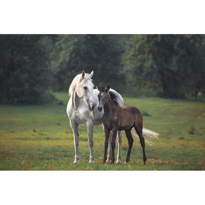 «Mother's Horse Love» par Julia_Siomuha - photographie sur toile tendue, L 48 po x H 32 po