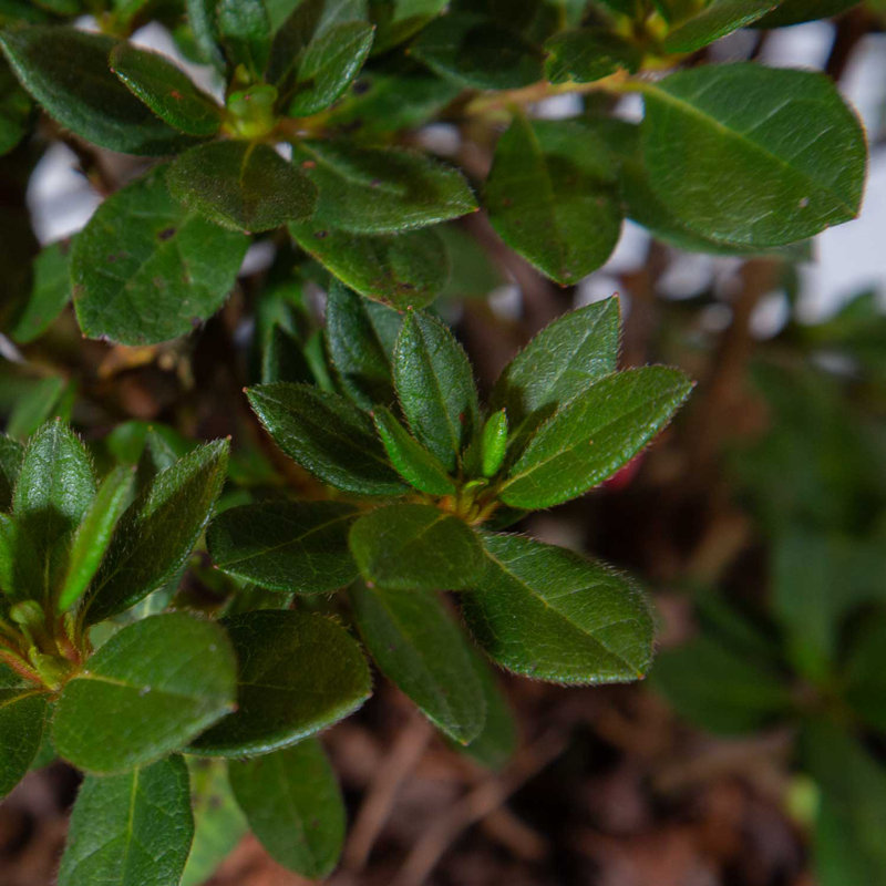 1 Gallon Autumn Rouge Encore Azalea - Reblooming Evergreen Shrub with Red-Pink Flowers
