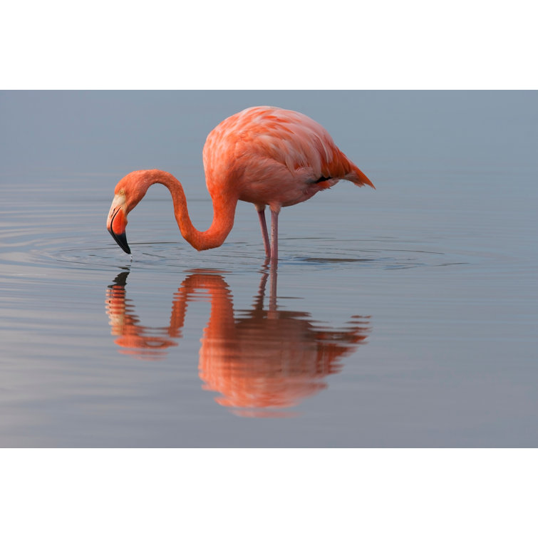 American Flamingo