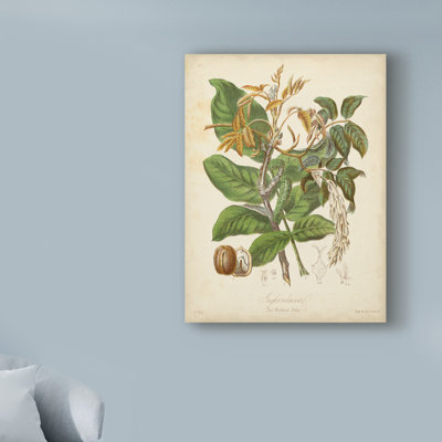 « botanique vi », reproduction d’impression sur toile tendue
