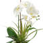 Orchid In White Vase
