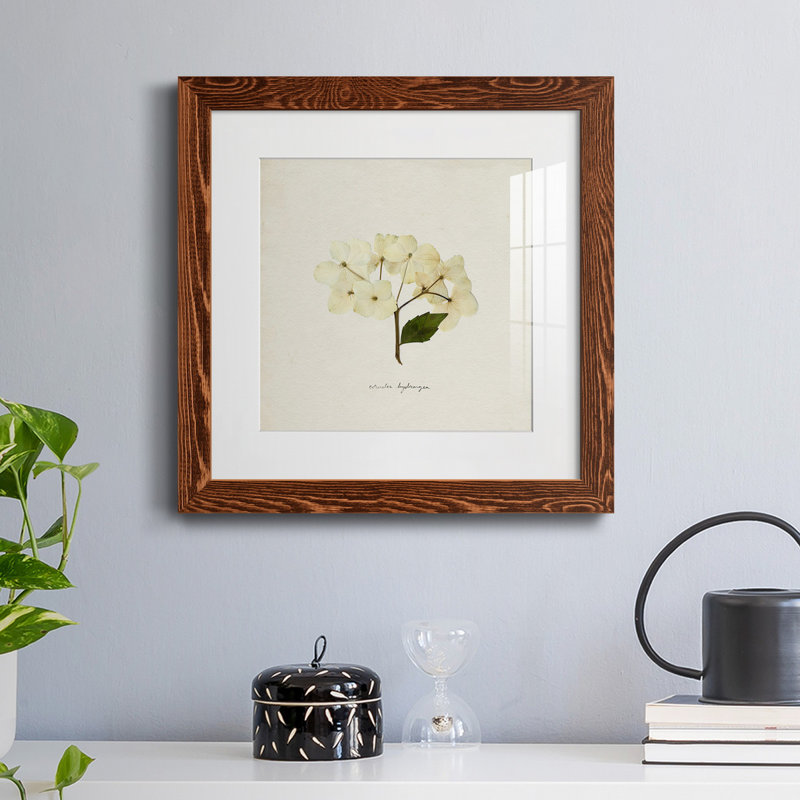 «Cornales Hydrangea II», reproduction encadrée de qualité supérieure - prête à être accrochée, Papier encadré érable, Blanc