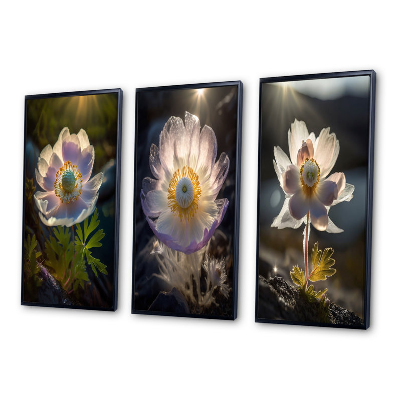 «Delicate Blooming Anemone In Morning Sunshine», 3 pièces sur toile, Cadre flottant noir, H 20 po x l 36 po