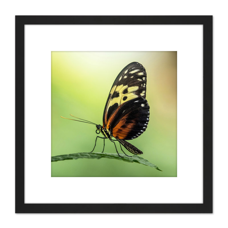 Numata Longwing Butterfly Nature - Single Picture Frame Print