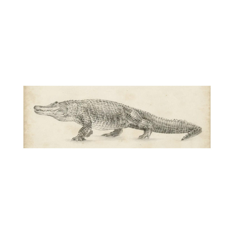 Alligator Sketch by Ethan Harper - Wrapped Canvas Panoramic Print, 30.48 cm H x 91.44 cm W x 3.175 cm D