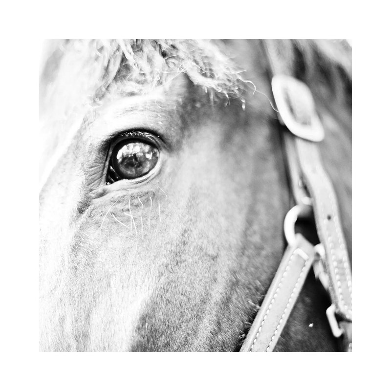 In The Stable I by Susan Bryant - Wrapped Canvas Print, 30.48cm H x 30.48cm W
