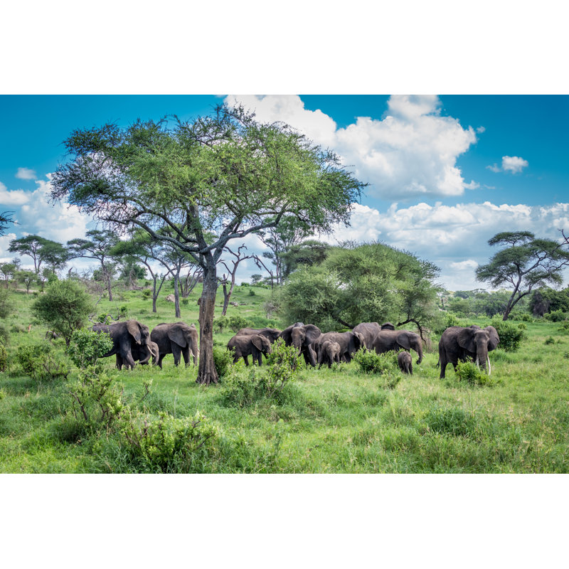 African Elephants Of Tanzania by Nok6716 - Wrapped Canvas Print, 51cm H x 76cm W x 3.8cm D