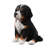 Bernese Mountain Puppy Sitting (Hi-Line Exclusive)