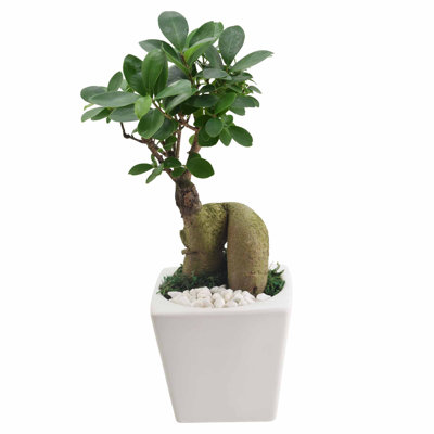 13'' Ficus Plant in Ceramic Planter
