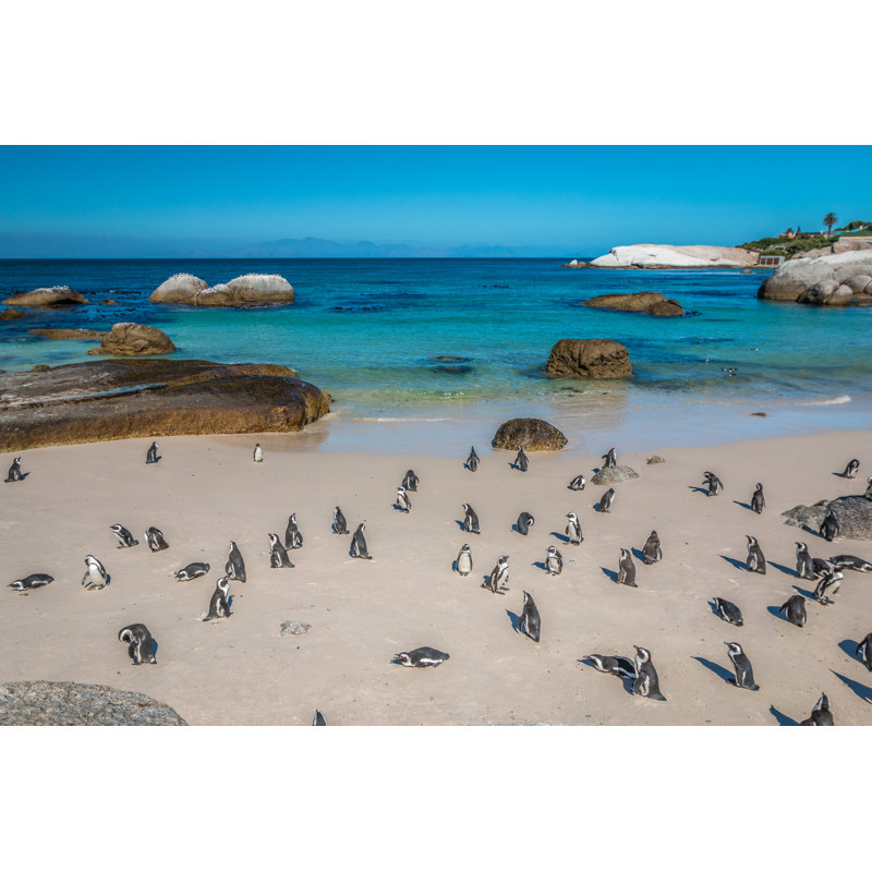 Boulders Beach Penguins, 30cm H x 46cm W