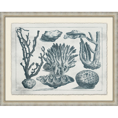 Aquatic Specimines 6 Print