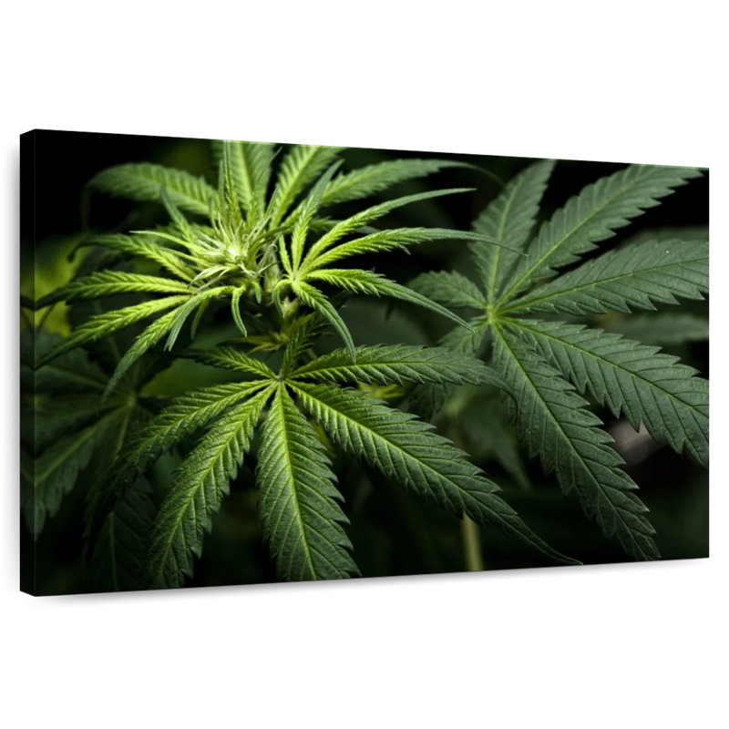 Cannabis In The Dark