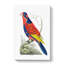 Indian Lory Bird by George Shaw - Wrapped Canvas-55304410