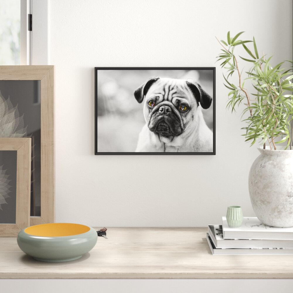 Mops Porträt Gerahmter Fotokunstdruck