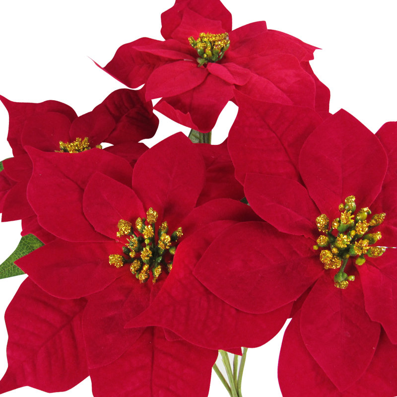 Poinsettia