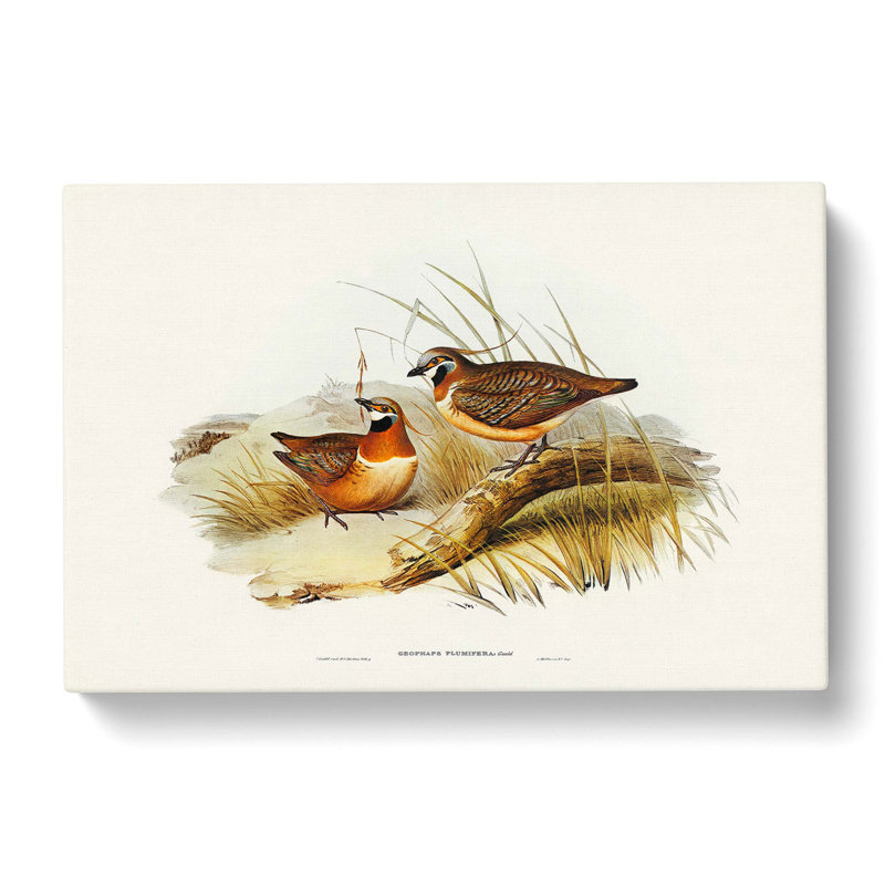 Plumed Bronze-Wing Partridges by Elizabeth Gould - Wrapped Canvas Painting, 40cm H x 60cm W x 3cm D