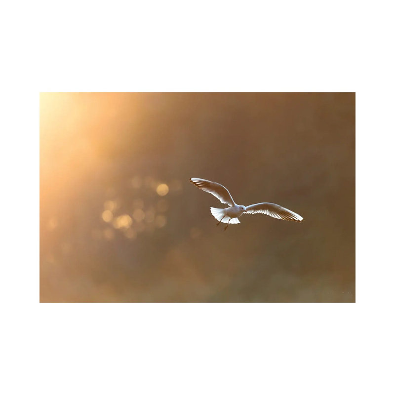 Headed Gull At Sunrise by Mateusz Piesiak - Wrapped Canvas Print, 20.32 cm H x 30.48 cm W