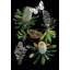 Botany Banksia Chart Print by Thicket Design-101973744