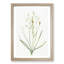 Ornithogalum Flowers by Pierre-Joseph Redoute - Picture Frame Painting Print-55577895-55577896