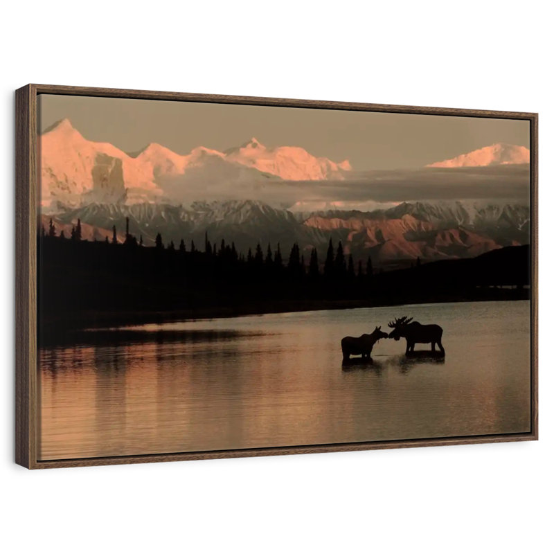 Courting Moose In Wonder Lake, 25 po x 17 po, Cadre flottant noyer