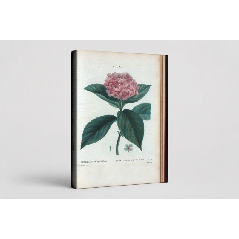 Hortensia à Feuilles d'Obier - Portrait, art mural sur toile, 14" W x 11" H